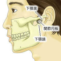 顎関節の仕組み