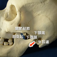 正常な顎関節の動き方